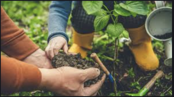 image de plantation